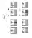 Fig. 19 - Reversible gene expression