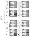 Fig. 20 - Reversible gene expression