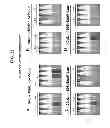 Fig. 23 - Reversible gene expression