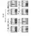 Fig. 24 - Reversible gene expression
