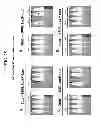Fig. 26 - Reversible gene expression