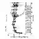 Fig. 29 - Reversible gene expression