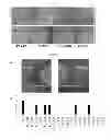 Fig. 02 - ORAL BACTERIA AND USES THEREOF