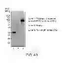 Fig. 43 - Anti-complement C1s