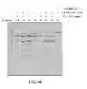 Fig. 49 - Anti-complement C1s