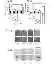 Fig. 10 - Compositions and methods for treating or preventing lupus
