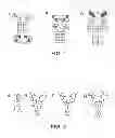 Fig. 02 - Multispecific Antibody Targeting and Multivalency Through Modular Recognition Domains