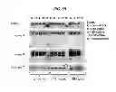 Fig. 65 - SINGLE-CHAIN MULTIVALENT BINDING PROTEINS EFFECTOR FUNCTION