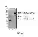Fig. 43 - Methods of inhibiting activation of complement component C4 with anti-C1s antibodies