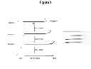 Fig. 02 - Expression cassette for efficient surface display of antigenic proteins