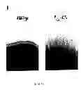 Fig. 06 - PHARMACEUTICAL COMPOSITIONS AND METHODS TO VACCINATE AGAINST CANDIDIASIS