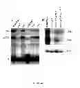 Fig. 07 - PHARMACEUTICAL COMPOSITIONS AND METHODS TO VACCINATE AGAINST CANDIDIASIS