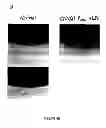 Fig. 08 - PHARMACEUTICAL COMPOSITIONS AND METHODS TO VACCINATE AGAINST CANDIDIASIS
