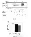 Fig. 04 - Pharmaceutical composition for treating ischemic events