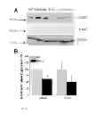 Fig. 09 - TARGETING HK alpha FOR CONTROLLING BLOOD PRESSURE AND REGULATING ELECTROLYTE BALANCE
