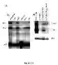 Fig. 07 - Pharmaceutical compositions and methods to vaccinate against candidiasis