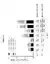 Fig. 05 - Vaccines for HSV-2
