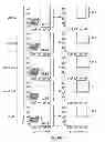 Fig. 06 - Vaccines for HSV-2