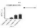 Fig. 07 - Computationally optimized broadly reactive antigens for H1N1 influenza