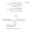 Fig. 20 - Chimeric immunomodulatory compounds and methods of using the same-IV