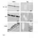 Fig. 04 - Infectious bronchitis virus (IBV) spike protein as subunit vaccine