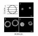 Fig. 08 - Microcapsules Encapsulating Living Cells