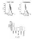 Fig. 47 - Adjuvant incorporation in immunoanotherapeutics