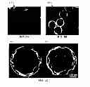 Fig. 07 - Multifunctional nanoparticle designs and applications