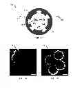Fig. 08 - Multifunctional nanoparticle designs and applications