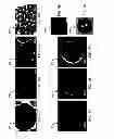 Fig. 09 - Multifunctional nanoparticle designs and applications