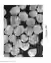 Fig. 04 - MICROPELLET COMPOSITIONS COMPRISING PANCREATIN CONTAINING DIGESTIVE ENZYME MIXTURE