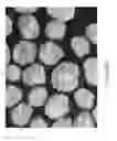 Fig. 05 - MICROPELLET COMPOSITIONS COMPRISING PANCREATIN CONTAINING DIGESTIVE ENZYME MIXTURE