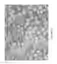 Fig. 06 - MICROPELLET COMPOSITIONS COMPRISING PANCREATIN CONTAINING DIGESTIVE ENZYME MIXTURE