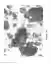 Fig. 07 - MICROPELLET COMPOSITIONS COMPRISING PANCREATIN CONTAINING DIGESTIVE ENZYME MIXTURE