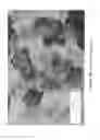 Fig. 12 - MICROPELLET COMPOSITIONS COMPRISING PANCREATIN CONTAINING DIGESTIVE ENZYME MIXTURE