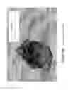 Fig. 20 - MICROPELLET COMPOSITIONS COMPRISING PANCREATIN CONTAINING DIGESTIVE ENZYME MIXTURE