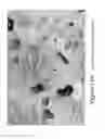 Fig. 23 - MICROPELLET COMPOSITIONS COMPRISING PANCREATIN CONTAINING DIGESTIVE ENZYME MIXTURE