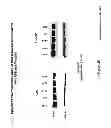 Fig. 06 - PROPOLIS AND CAFFEIC ACID PHENETHYL ESTER AND USES THEREOF