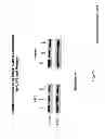 Fig. 07 - PROPOLIS AND CAFFEIC ACID PHENETHYL ESTER AND USES THEREOF