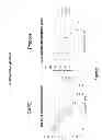 Fig. 08 - PROPOLIS AND CAFFEIC ACID PHENETHYL ESTER AND USES THEREOF