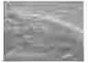 Fig. 01 - Resin pellet and method for producing the same