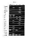 Fig. 04 - Method of in vitro toxicity testing using isolated liver stem cells