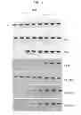 Fig. 02 - Mapping cytosine modifications