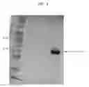 Fig. 05 - Compositions and Methods for Oxygenation of Nucleic Acids Containing 5-Methylpyrimidine