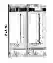 Fig. 33 - HIGHLY CONSERVED GENES AND THEIR USE TO GENERATE PROBES AND PRIMERS FOR DETECTION OF MICROORGANISMS