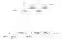 Fig. 01 - Sample preparation for in situ nucleic acid analysis, methods and compositions therefor