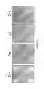 Fig. 03 - Nucleic acid sample preparation