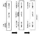 Fig. 06 - Nucleic acid sample preparation