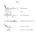 Fig. 02 - Methods and compositions for nucleic acid amplification