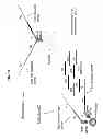 Fig. 10 - Methods and compositions for nucleic acid amplification